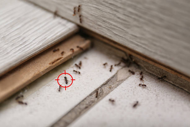 Reliable Clearlake, CA Pest Control Solutions