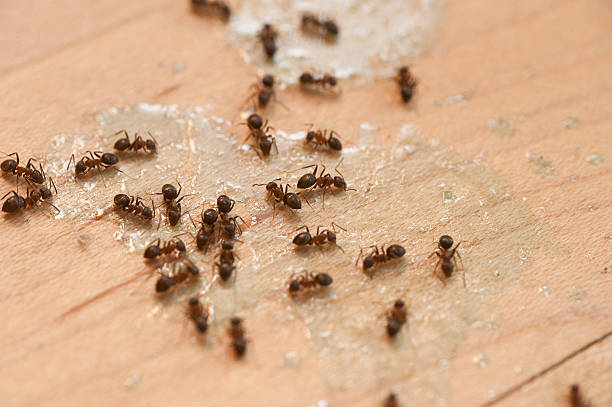 Best Exterminator Services  in Clearlake, CA