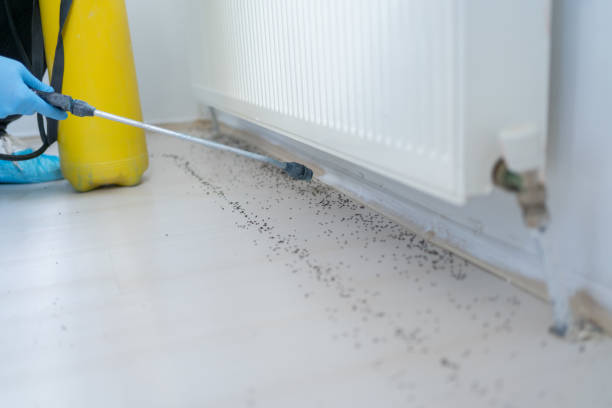 Best Spider Control Near Me  in Clearlake, CA